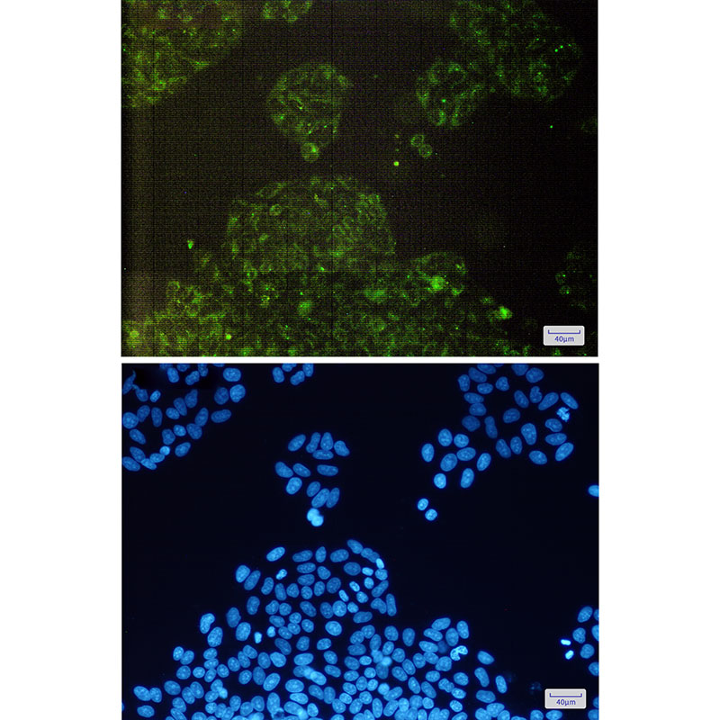 cIAP1 Rabbit mAb